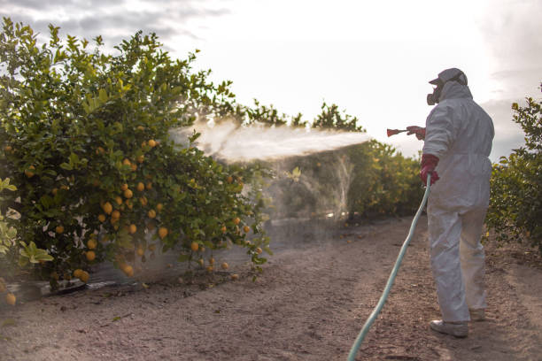 Best Bed Bug Extermination  in Mcgehee, AR