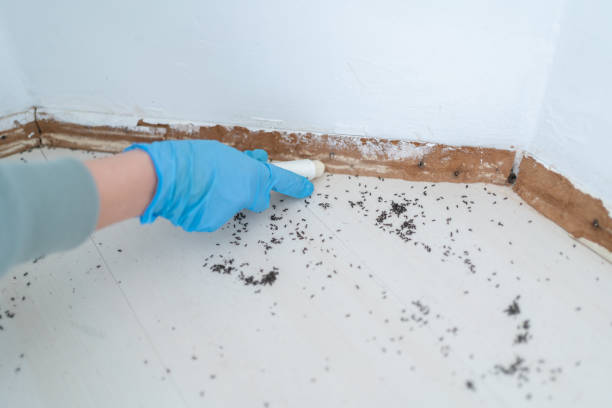 Best Local Pest Control Services  in Mcgehee, AR
